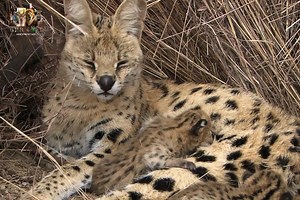 1.2M views · 24K reactions | Deadly Hunters Small But Deadly - [ हिन्दी डाक्यूमेंट्री ] Part 15 , #nature #animals #documentary #discovery #wildworlddocumentary | Wild World | Facebook