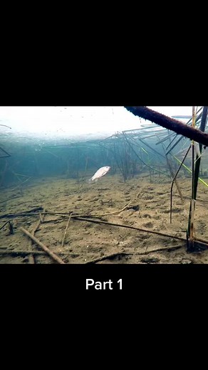 Underwater Exploration of a Large Pike Fish