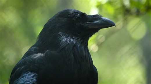 Watch this crow solve puzzles like a 7-year-old child... it plans every move