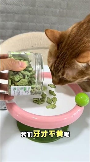 Cat Red's Mischievous Adventures & Little Orange's Role in the Fiasco