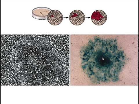 Assay of viral infectivity