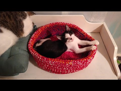 Crochet cat bed! Tutorial, fast fun an very easy. My cats love it .