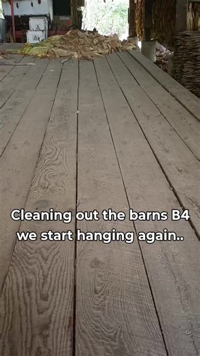Cleaning Barns After the Storm: Tobacco Preparation