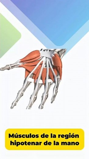 Muscles of the Hypothenar Region ✋ Anatomy of the Hand Explained Step by Step