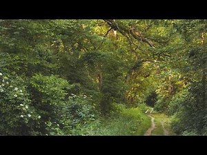 🌳 4K - Relaxing Nature Sounds For Stress Relief, Forest Sounds, Bird Song, No AI