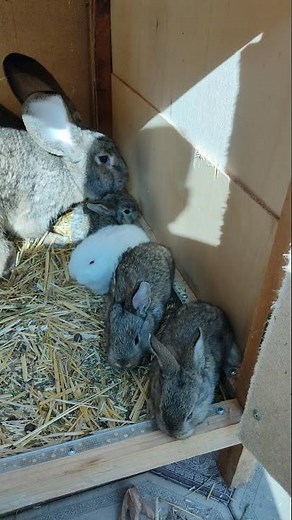 Flandr quyonim 7 ta bolasi bilan!