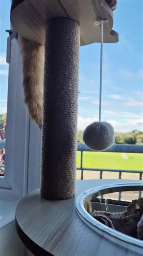 King Booboo!🦁😊 #booboothecat #funnycats #kinglion #catlover #fyp