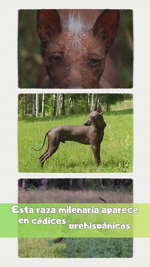 8.1K views · 207 reactions | ️ El xoloitzcuintle fue declarado Patrimonio Cultural de México en 2010.  Su historia, su vínculo con la cosmovisión indígena y su resistencia lo hacen único.  Es una raza milenaria que sigue viva gracias al amor de quienes la protegen. ❤️ ¡Orgullo nacional con patas! #Xoloitzcuintle #OrgulloMexicano #CulturaViva #PatrimonioCultural #RaícesMexica | Xoloitzcuintles del Mundo | Facebook