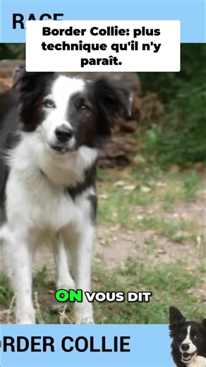 Le Border Collie : intelligent, mais difficile à canaliser. Il apprend vite, le bon comme le mauvais. Attention, une seule fois suffit pour qu'il prenne une mauvaise habitude ! #BorderCollie #EducationChien #ComportementAnimal #PassionChien #Conseil