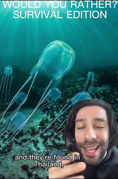 Giant Squid vs. Box Jellyfish: Which Is More Dangerous?