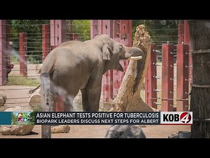 ABQ BioPark elephant tests positive for tuberculosis