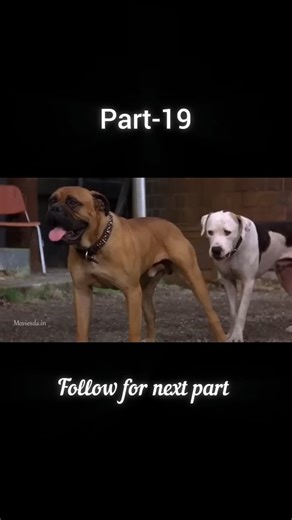 cartoon channel on Instagram: "Homeward bound part 19 😍🤗 #hollywoodtamil #childhood #cartoon #tamilcartoons #oldmemories❤️"