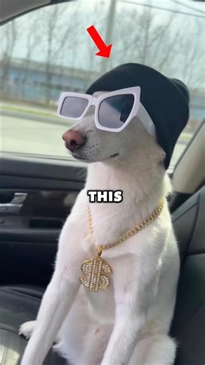 Coolest Internet Dog