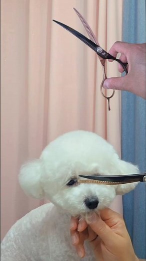 시간단축 템 #강아지 #반려견 #애견미용사 #펫스타일리스트 #홈케어팁전문