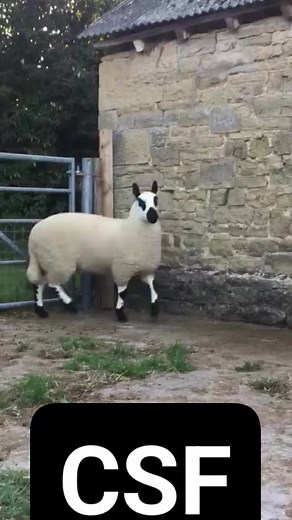4.4K views · 61 reactions | @topfans Chopan sheep farm Kashmir Sheep Farming Sheep Shokeen #trendingreel #kashmirsheep #dorperfullblood #sheepofinstagra #dorpersheep #merinowool #newzealandsheep #cute # #LikeFollowShare #sheepfarm #australianshepherd #australianshepherdsofinstagram | Chopan sheep farm | Facebook