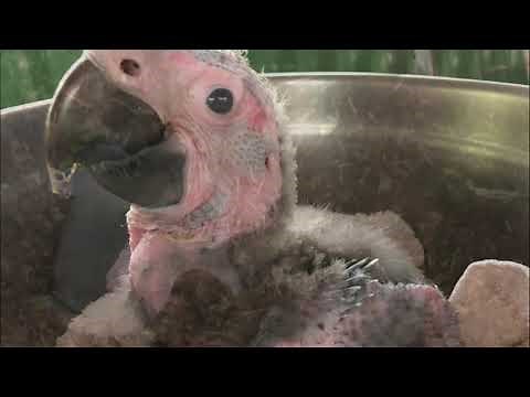 From Egg to Hatching: A Chick's stages of Growth