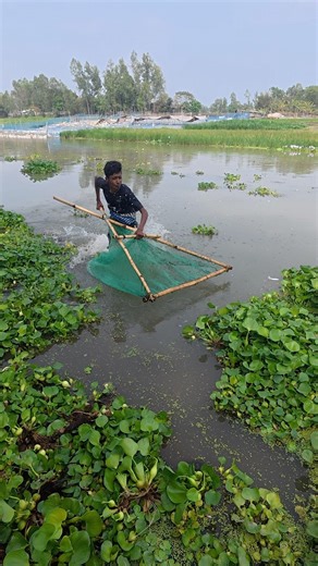 Boys Catch Fish Easily in Low Water #fishing #fish
