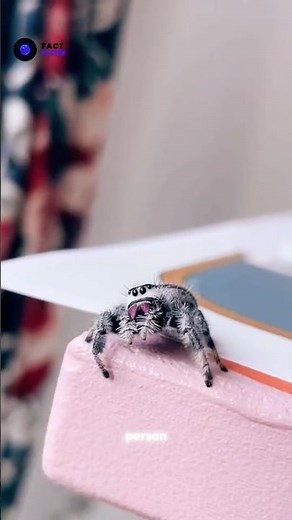 The Cutest Spider You’ll Ever See 🕷️❤️