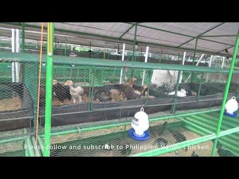 Brooder - grower house design