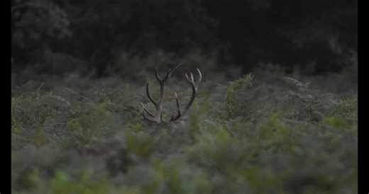 10K views · 289 reactions | À la tombée du jour, la voix du sauvage...