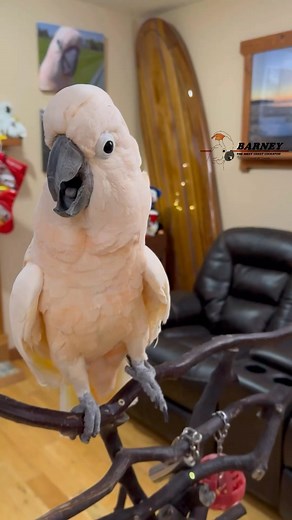 Barney the West Coast Cockatoo | Crazy Barney! What a performance!! 🕺 #westcoastbarney #barneythewestcoastcockatoo | Instagram