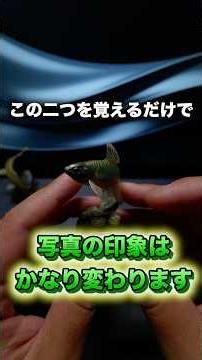 この二つの構図を覚えるだけでいい。#カメラ初心者 #撮影のコツ #構図