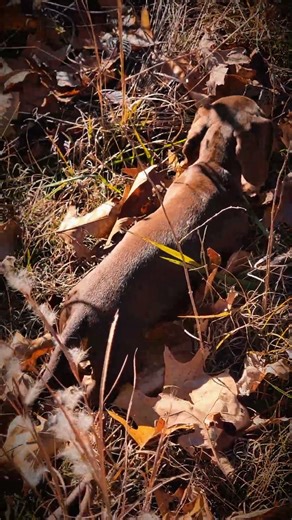 Watch Friend pick up the line and the puppies to follow. Love watching instincts do their thing!