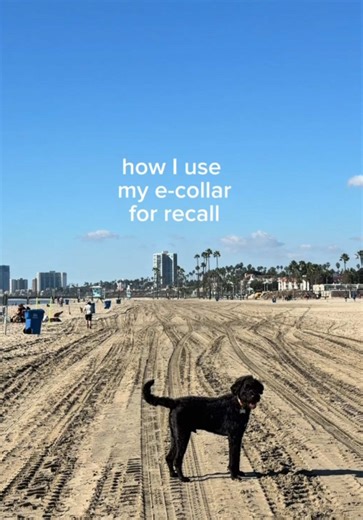 Effective E-Collar Training Techniques for Dogs