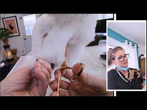 Coton De Tulear Grooming (Calm And Precise Trim)