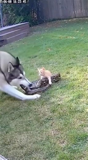 Who saves the kitten when a python strikes in the backyard? The brave dog! 🐍➡️🐱🐶💥