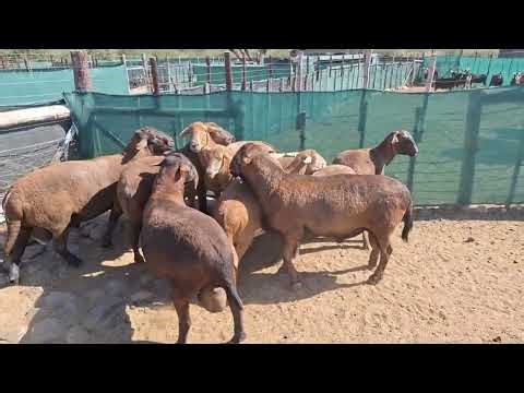 Meatmaster Sheep ( Red ) ( Tourelle STUD )