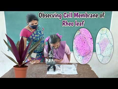 Observing cell membrane in Rheo leaf || Observing plasma membrane in rheo leaf || 9th Biology