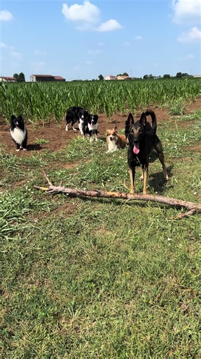 Hilda the Playful Dog: Belgian Malinois, Border Collie & Shetland Mix