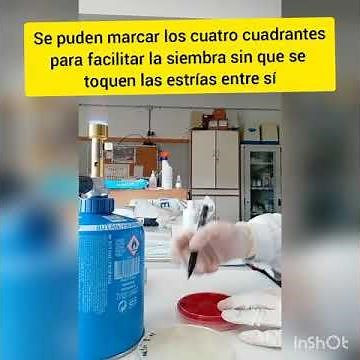 Siembra en placa. Técnica 4 cuadrantes.