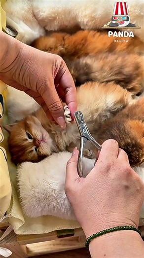 My kitten is very calm because she doesn't move at all while I'm cutting her nails.😜😁#cat #kitten
