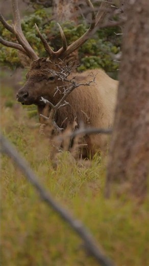 20 Yard shot - Big Bull Elk #elkhunting #hunting