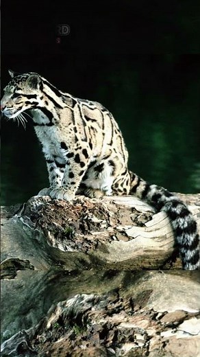 Sunda Clouded Leopard EP39 | The Elusive Feline of Southeast Asia’s Rainforests