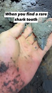 62K views · 1.3K reactions | Once in a lifetime ancient fossil shark...