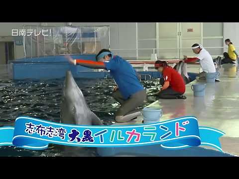 志布志湾大黒イルカランド イルカの大運動会（宮崎県串間市 日南海岸）