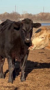 Almost 18 months ago, the sanctuary experienced a tragedy. A cow who was surrendered to us, unknowingly pregnant, gave birth to a premature, stillborn calf. She’d been used to make babies for the beef industry for ten years, and now, finally in sanctuary, she had lost her chance for a forever baby to love and adore for the rest of her life. Or had she? We knew that baby dairy calves were being born every day, and immediately taken from their mothers so that their milk could be sold to humans, an