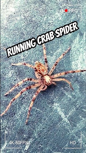 Running Crab Spider #arachnid #shorts