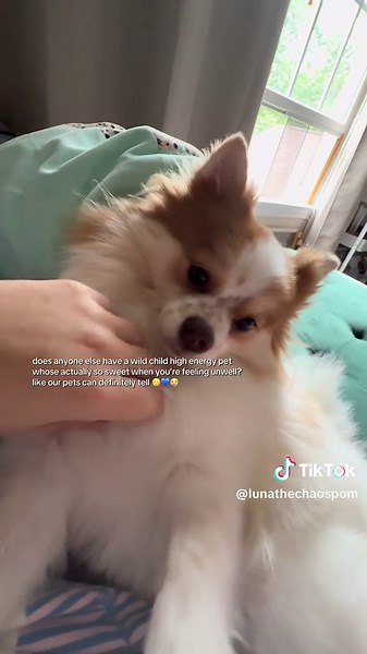 tell me about your sweet pets in the comments 🥹💙 this is Luna, and when I have a migraine, she will sit on my lap and cuddle calmly all day long #sweetpuppy #cuteanimals #dogsoftiktok #pomeranianpuppy #pomeranian