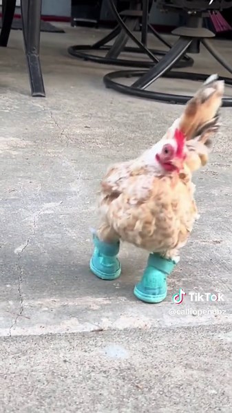 Calliope Nubz on TikTok