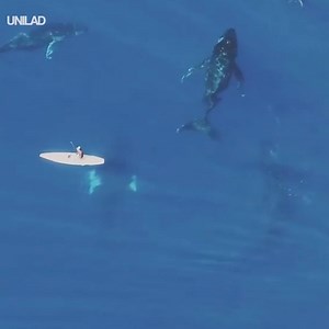 464K views · 5.6K reactions | No big deal, just four 30 ton whales swimming silently below a paddleboarder  Uheheu | UNILAD | Facebook