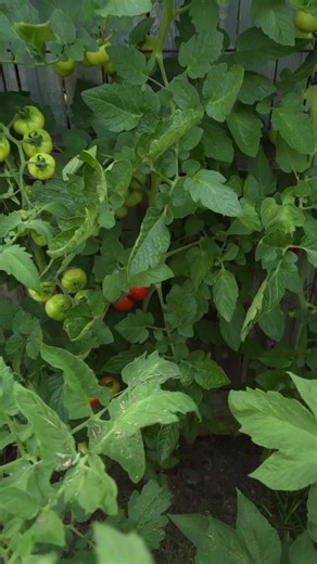 Daily Life on a Homestead: A Glimpse into Simplicity