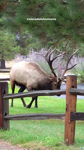 I havent seen this bull known as Notchtop/Pitchfork in about a month, but reports from people who have seen him said that his limp is almost gone. He is doing much better now! #bullelk #ColoradoAdventures #Colorado #elk #foryourpage | Colorado Adventures