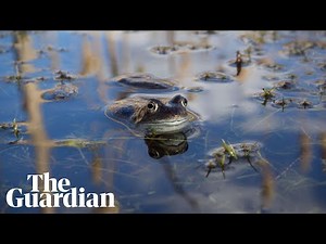 The Joy of Frogs: a 360 film about the mating season