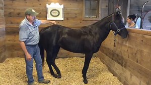 Why Wednesday ~ How do I know if my horse has sore groin muscles? Sometimes there are hind end issues in the horse caused by a past trauma or injury. The injury, and the muscles that have had to compensate, have become contracted and tight. Tight groin muscles can put tension on the stifle. Horses that are tight in the forward part of the groin will have difficulty relaxing the stifle outward. Releasing tension at the stifle point has the effect of relaxing the muscles that pull on the stifle. T