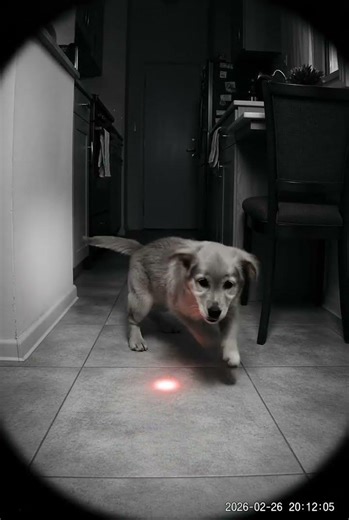 Puppy vs Laser Pointer: Epic Zoomies Chase Chaos! 🏎️🐶