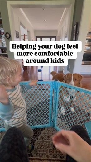 Tails of Connection | Dog Training Community on Instagram: "Hoping your dog will feel more comfortable around kids? First of all, it’s totally valid for your dog to be uncomfortable with kids. Among other things, kids are often unpredictable & very loud. The most important thing you can do is respect your dog’s feelings about kids – this is so critical for everyone’s safety. If it’s possible, avoiding kids can be a wonderful solution. But sometimes, it’s not possible. There are some things we ca